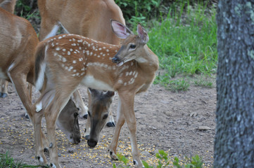 Whitetail baby deer fawn in Hawley the Poconos Pennsylvania