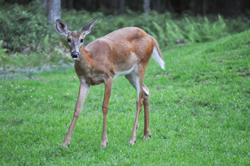Naklejka na ściany i meble Funny whitetail deer sticking out it's tongue in Hawley the Poconos Pennsylvania