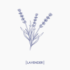 Vector hand drawn lavender bouquet