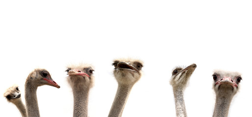 ostriches isolated on white