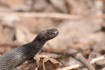 Viper
