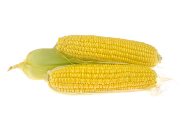 Corn cobs isolated on white background