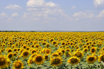 Naklejka premium Yellow field of sunflowers
