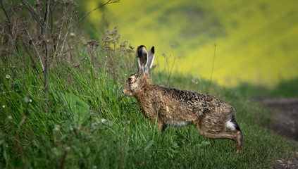 European hare hidden in grass