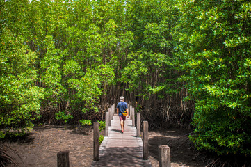 Fototapeta na wymiar A man walking on wooden broadwalk in lush mangrove forest, Thailand