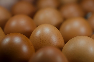 egg
