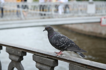 pigeon