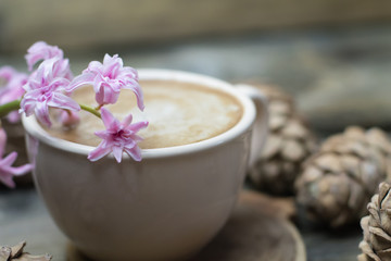 Obraz na płótnie Canvas Coffee with pine nuts cedar vegan cruelty free milk on the background of siberian cedar pine cones decorated with a tender pink flower hyacinth