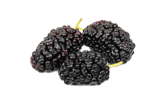 Three black mulberry