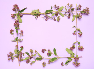 Fototapeta na wymiar Decorative frame of the oregano plants on a lilac background.