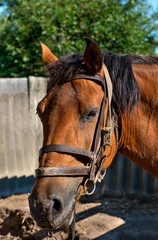 Obraz premium Horse head