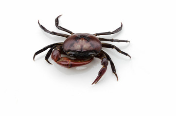 field crab isolated on white background