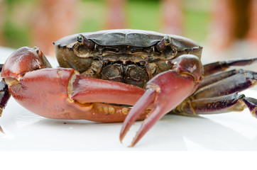 field crab