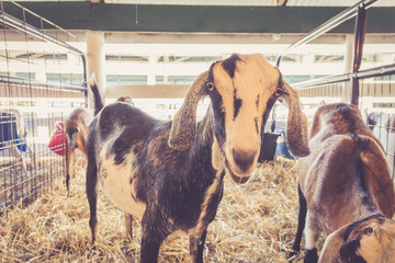 Lop-earred goat standing in pen at the country fair in vintage garden setting
