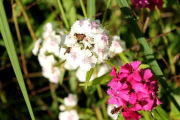 Гвоздика турецкая