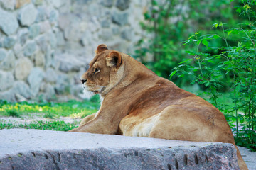 The beautiful Lioness