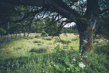 mossy oak tree growing on beautiful meadow