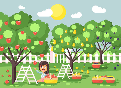 Vector illustration cartoon characters child brunette little girl harvest ripe fruit autumn orchard garden from plum, pear, apple tree, put crop in full basket landscape scene outdoor flat style