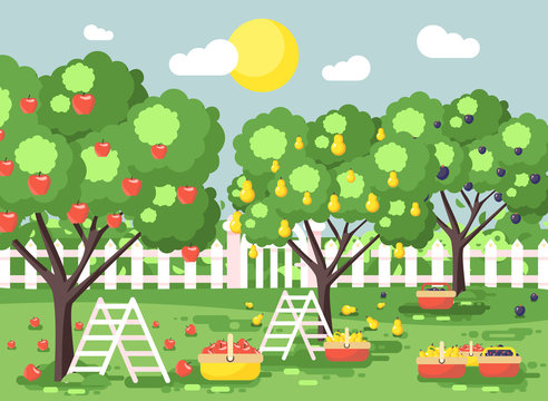 Vector illustration cartoon harvesting ripe fruit autumn orchard garden with stepladders plums, pears, apples trees, put crop in full baskets, green landscape scene outdoor background flat style