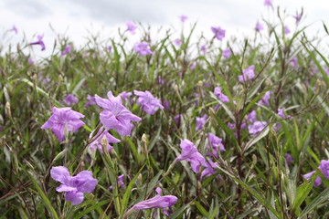 Obraz na płótnie Canvas Purple flowers 
