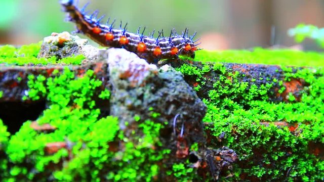 caterpillar worm striped blue - black and white Walking On the floor (Eupterote testacea, Hairy caterpillar) select focus with shallow depth of field.