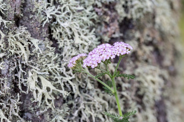 violet yarrow blooming next to tree with lichen