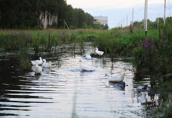 White geese are floating in the pond near the road
