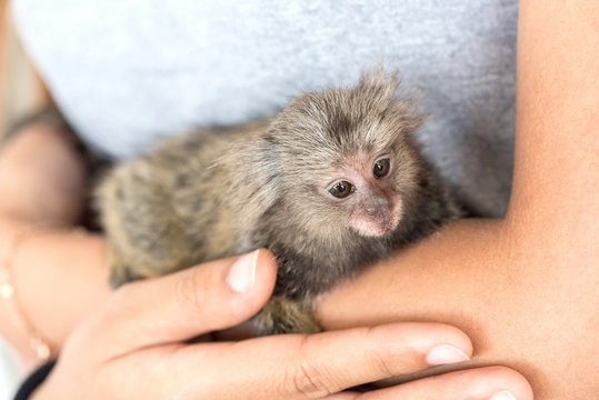 marmosets monkey on the hand.