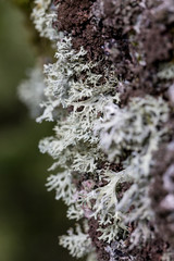 lichen on oak tree bark detail