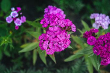 Pink Turkish carnation