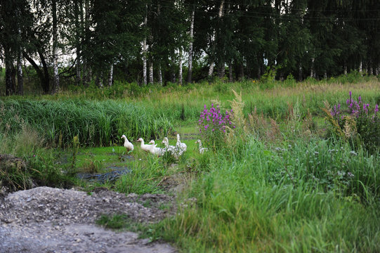 White geese are walking in a forest clearing