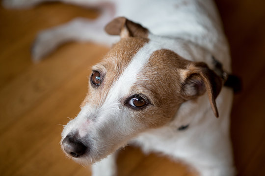 Close up of purebred dog Jack russell terrier