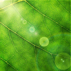 Green leaf macro background.