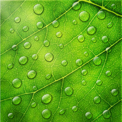 Vector water drops on green leaf macro background.