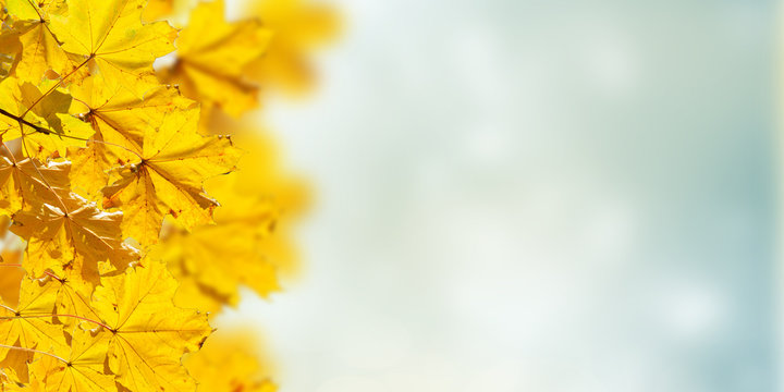 Fall Yellow And Red Leaves On Blue Sky Background With Sun Beams Banner