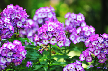 Phlox purple flower.