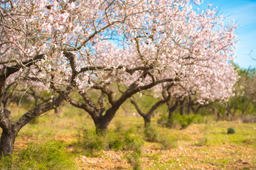 Blooming almond trees in rural field. Spring time.