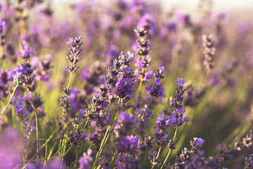 Lavender bushes closeup on sunset.