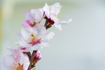 Obraz na płótnie Canvas Flowers of an almond tree, a blossoming. Macro. Close-up.