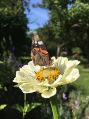 butterfly on a flower