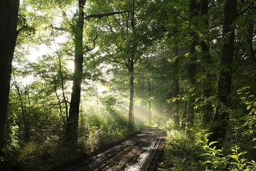 Rural road through a misty deciduous forest