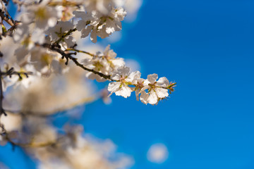 Obraz premium Flowering almond branches against the blue sky. Blurred background. Copy space.