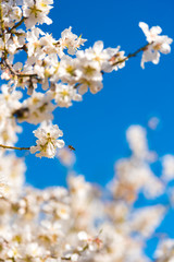 Flowering almond branches against the blue sky. Blurred background. Vertical.