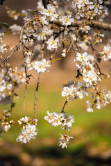 Flowering almond branches, close-up. Vertical. Blurred background.