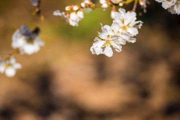 Flowering almond branches, close-up. Blurred background.
