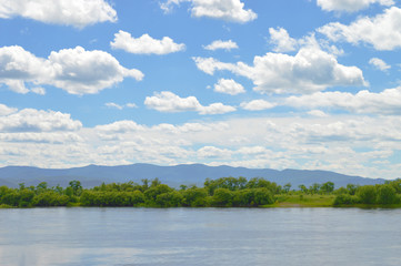 Trees on the riverside
