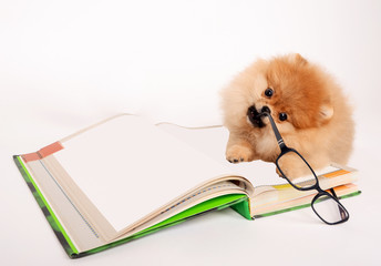 Charming puppy chews on glasses lying on the book