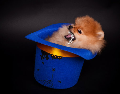 Funny puppy in a hat on a black background