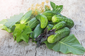 Set for home canning. Fresh healthy vegetables and greens. Cucumbers, basil, dill, mint, leaf currant and oak on wooden background. Culinary concept