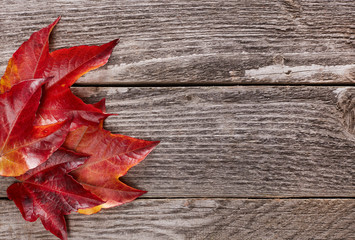 Autumn leaf close-up